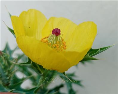  Flower